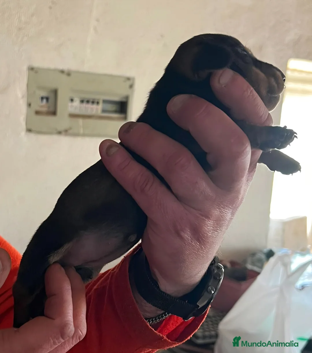 Teckel Miniatura perros en venta: Teckel kaninchen  - Anuncio 6