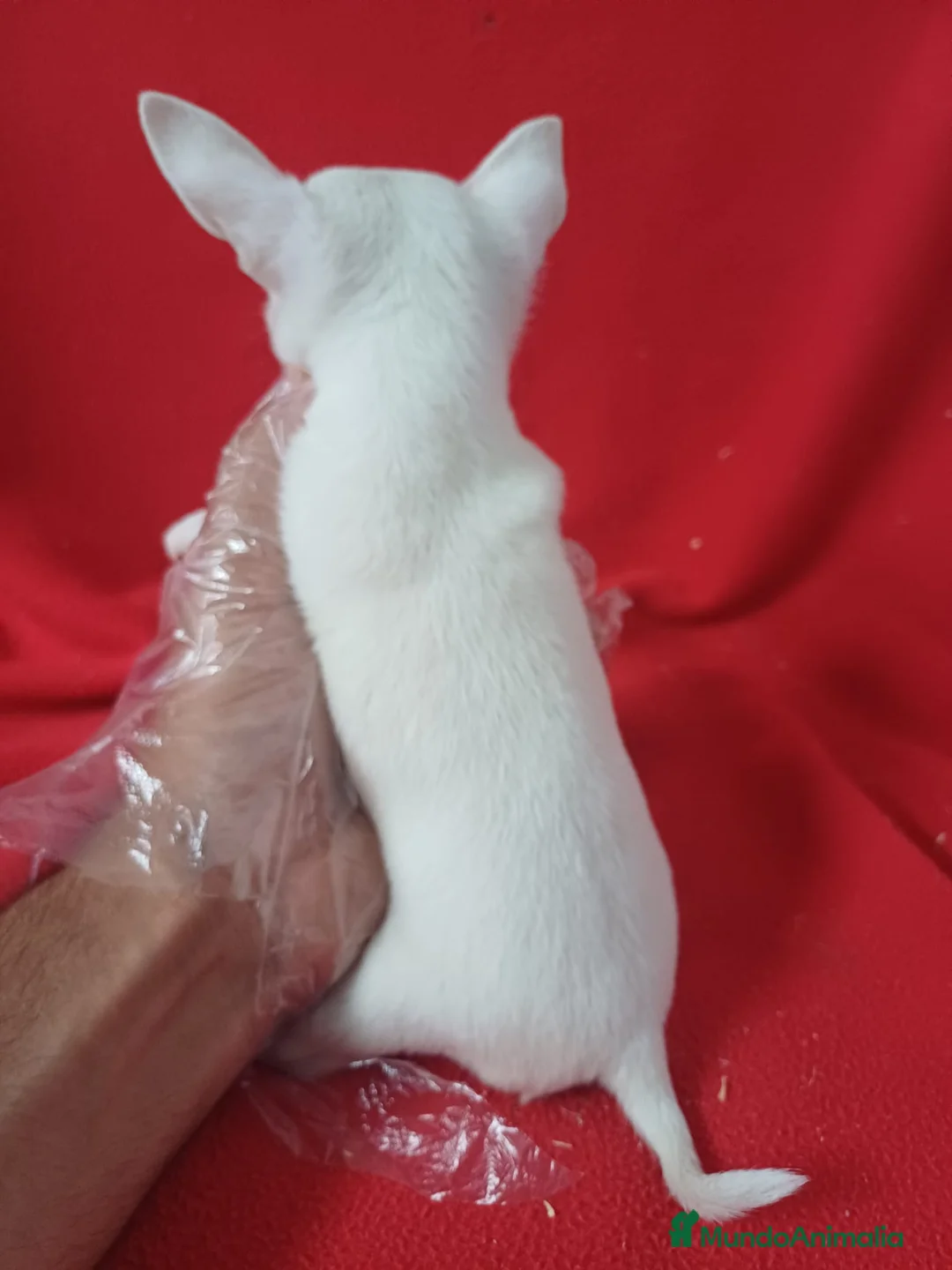 Chihuahua perros en venta: Chihuahua Mini  - Anuncio 5