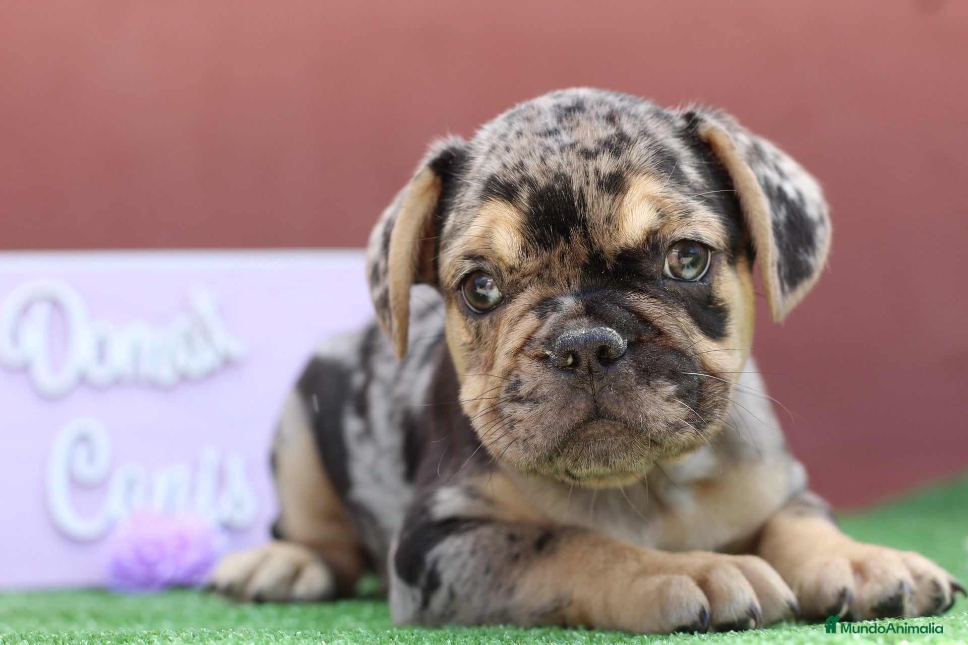 Bulldog Francés perros Bulldog francés exóticos - Anuncio 31