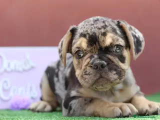 Bulldog Francés perros Bulldog francés exóticos - Anuncio 31
