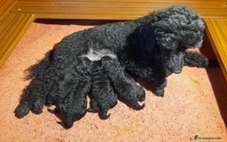 Caniche Toy perros en venta: Cachorros de Caniche Negro Toy y Enano en Ávila - Imagen 3