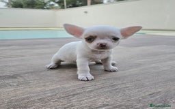 Chihuahua perros en venta: CHIHUAHUA HEMBRA - Imagen 6