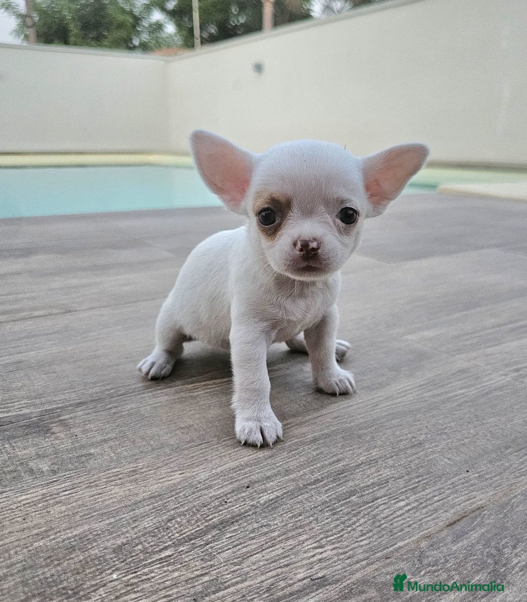 Chihuahua perros en venta: CHIHUAHUA HEMBRA - Imagen 6