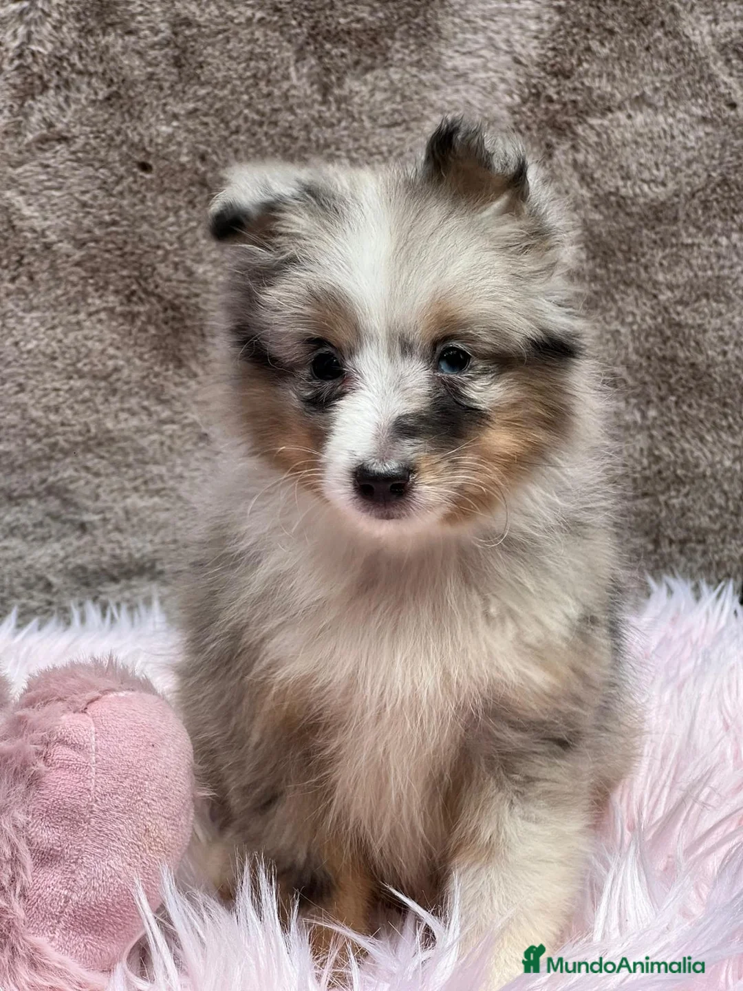 Perro Pastor de las Shetland perros en venta: Shetland - Anuncio 7