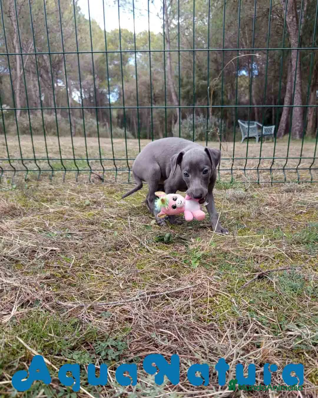 Pequeño Lebrel Italiano perros en venta:  Lebrel Italiano Hembra 1 de AB y Omega AQUANATURA - Anuncio 3