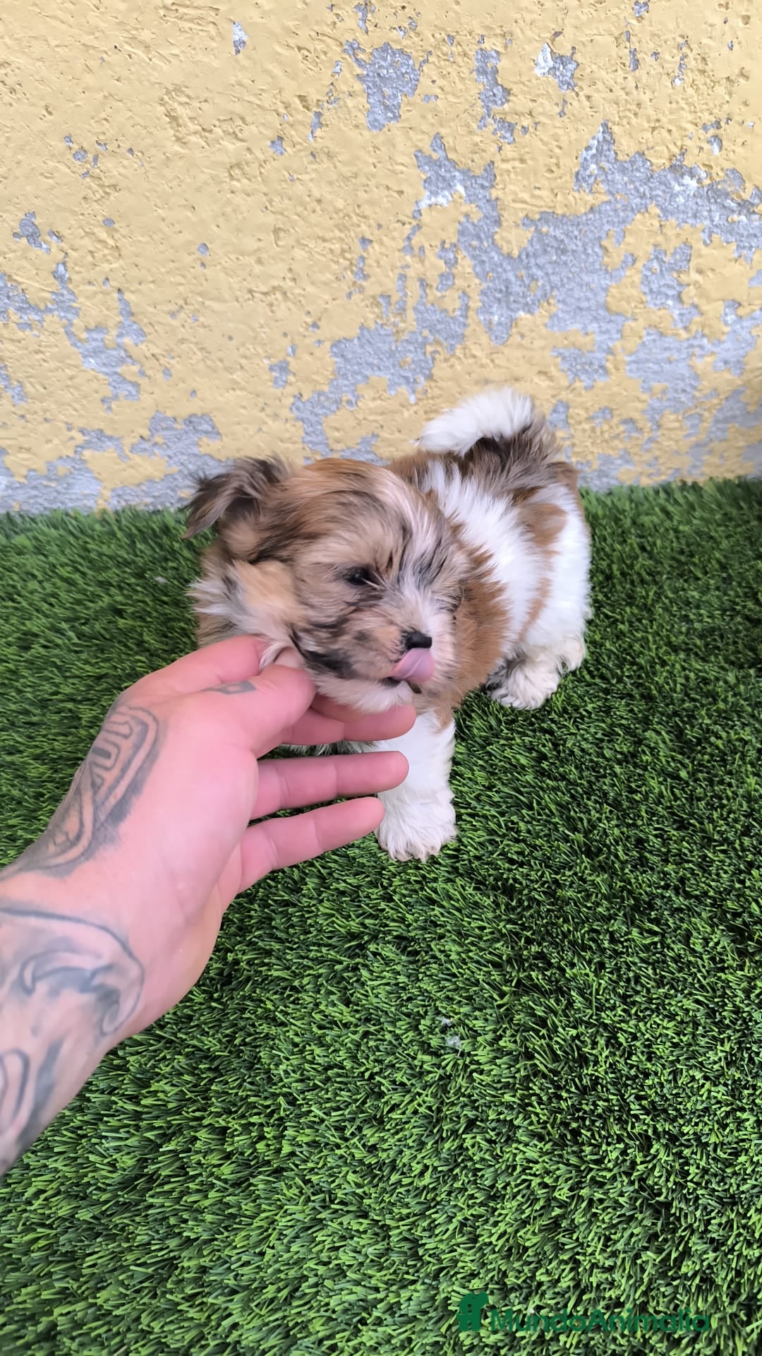 Biewer Yorkshire Terrier a la Pom Pon perros en venta: BIEWER MACHO. CALIDAD Y SELECCIÓN  - Imagen 3