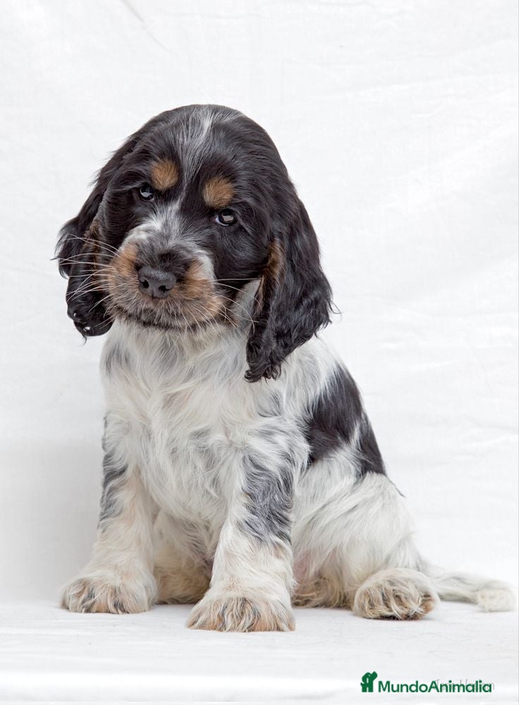 Cocker Spaniel Inglés perros Cocker spanish ingles disponibles  - Anuncio 1