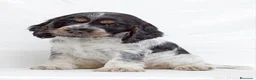 Cocker Spaniel Inglés perros en venta: Cocker spanish ingles disponibles  - Anuncio 1