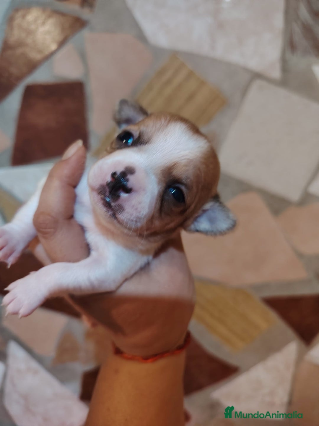 Chihuahua perros en venta: Chihuahua  - Anuncio 1