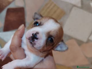 Chihuahua perros Chihuahua - Anuncio 19