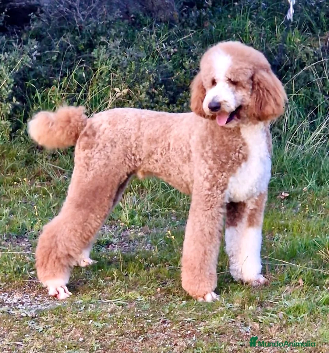 Imagen de galería {{count}}