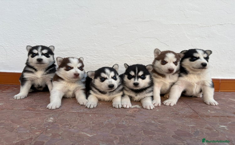 Husky Siberiano perros - Anuncio 1