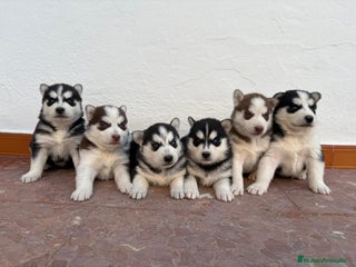 Husky Siberiano perros - Anuncio 1
