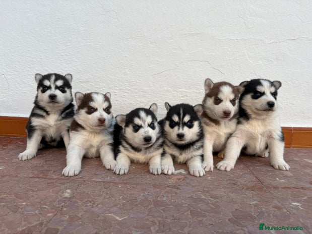 Husky Siberiano perros - Anuncio 1