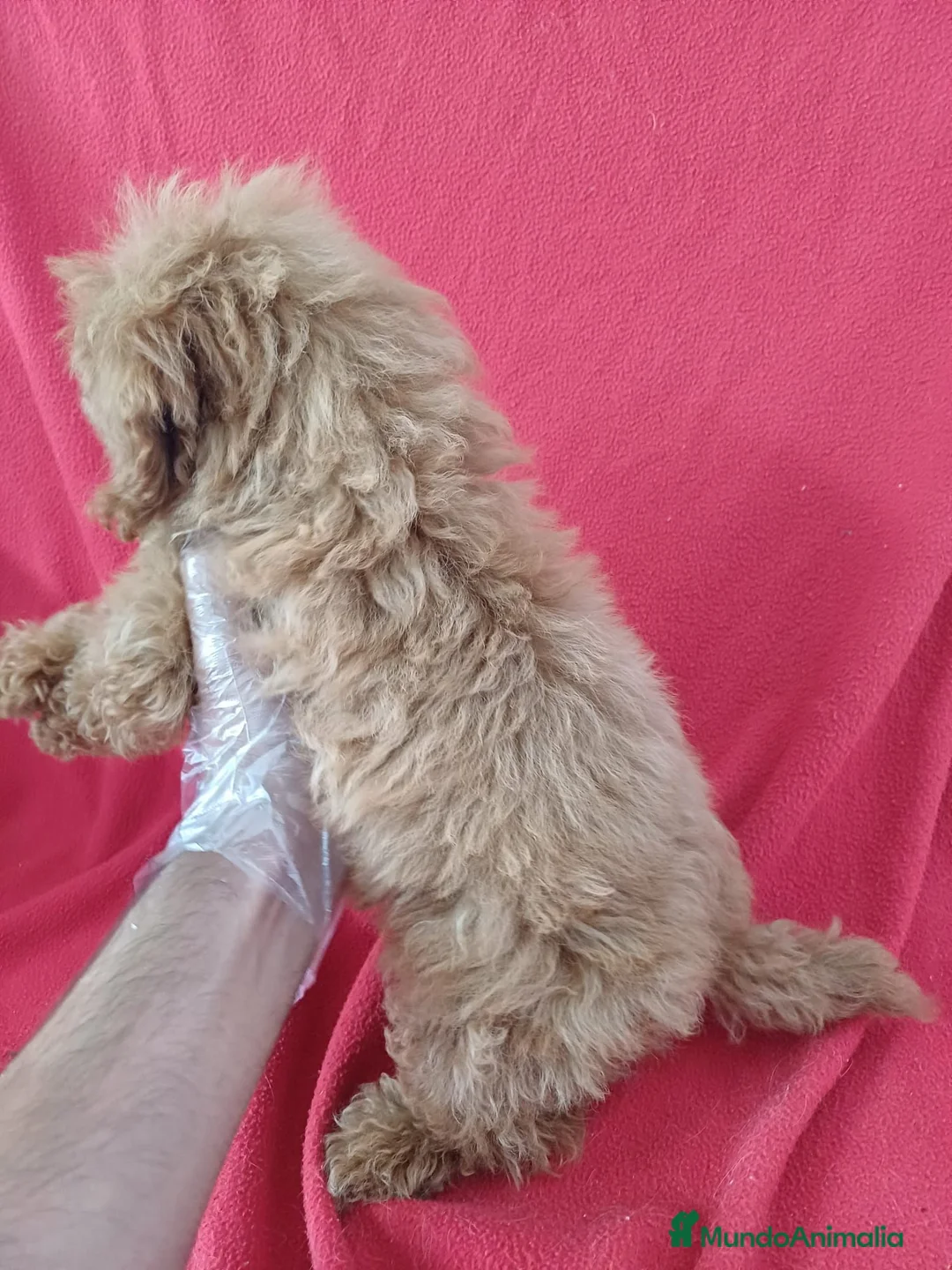 Caniche Enano perros en venta: Caniche Enano  - Anuncio 2