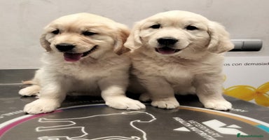 Golden Retriever perros - Anuncio 8