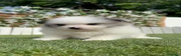 Pomerania perros en venta: POMERANIA - Anuncio 11