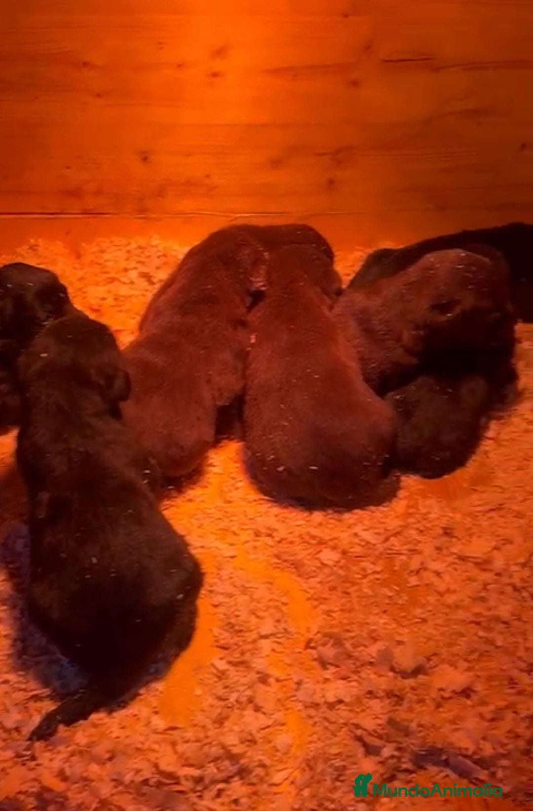 Labrador Retriever perros en venta: Labrador retriever nuevas camadas - Anuncio 2