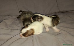 Pomchi perros en venta: Pomchi enanos desde 600€  - Imagen 3