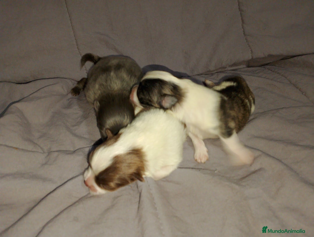 Pomchi perros en venta: Pomchi enanos desde 600€  - Imagen 3