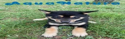 Shiba Inu perros en venta: Shiba Inu Hembra de Mayka y Silvio 1983 AQUANATURA - Anuncio 3