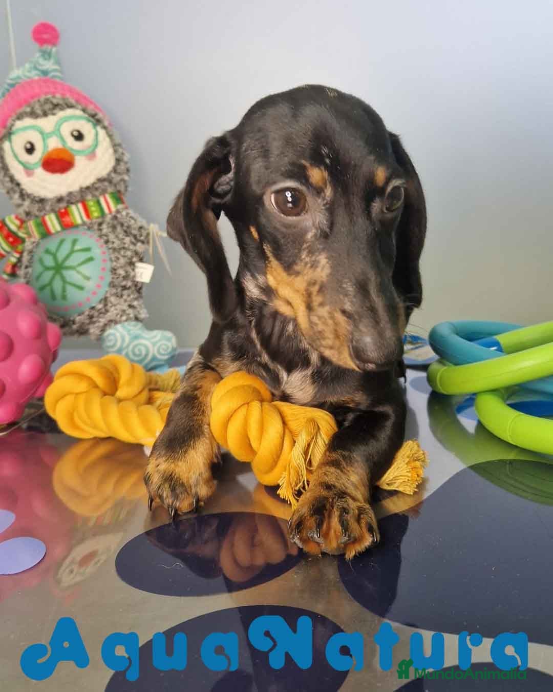 Teckel Miniatura perros Teckel Macho de Tiana y Tilo 4490 AQUANATURA - Anuncio 2