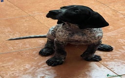 Braco Alemán de Pelo Corto perros en venta: Braco Alemán Macho - Imagen 4