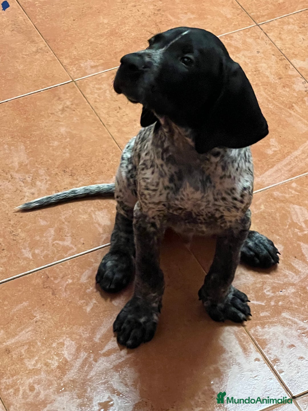 Braco Alemán de Pelo Corto perros en venta: Braco Alemán Macho - Imagen 4