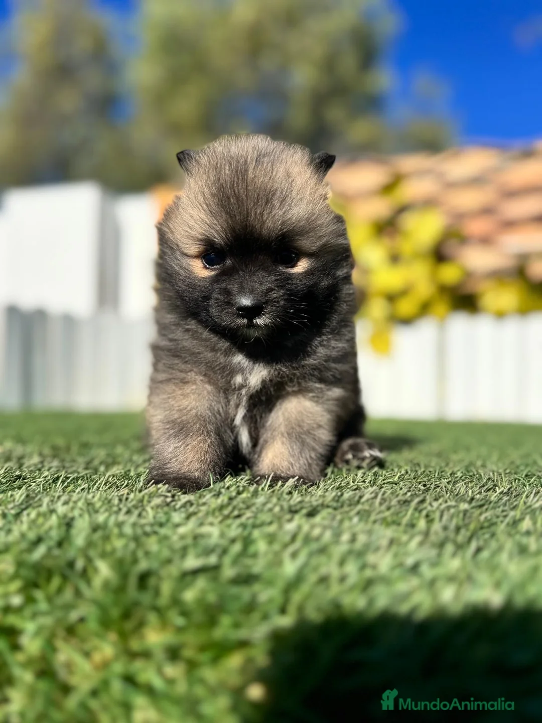 Pomerania perros en venta: POMERANIA  - Anuncio 18
