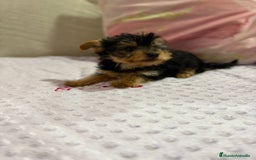 Yorkshire Terrier perros en venta: Yorkshire toy - Imagen 22