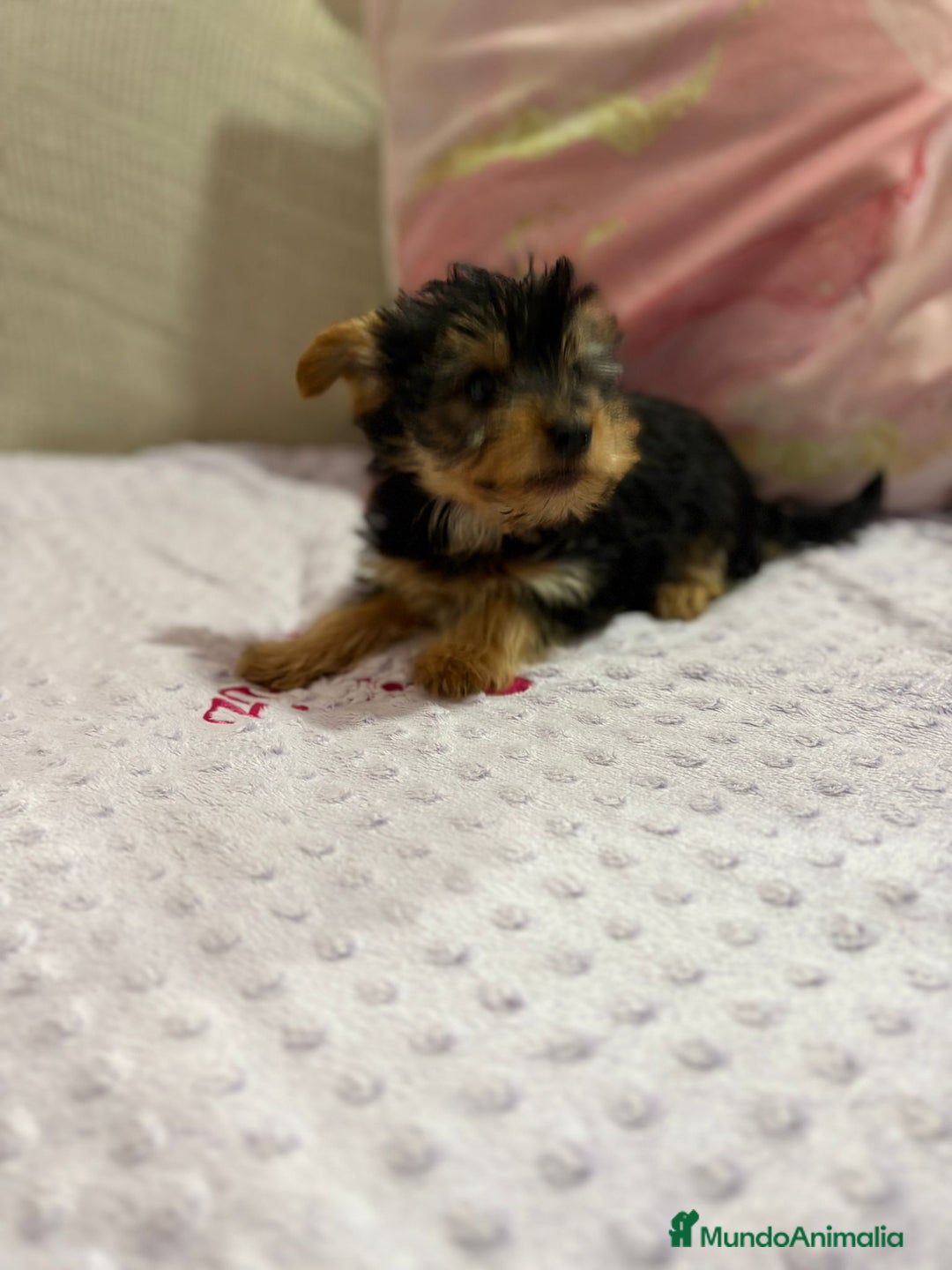 Yorkshire Terrier perros en venta: Yorkshire toy - Imagen 22