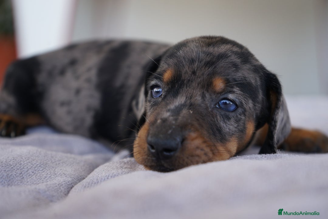 Teckel Miniatura perros en venta: 🐾 Florentina y Delfina – Teckel miniatura 🐾 - Imagen 10