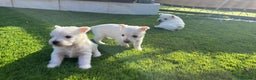 West Highland White Terrier perros en venta: Wuestis de primera. en Valencia - Anuncio 2