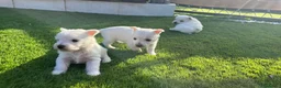 West Highland White Terrier perros en venta: Wuestis de primera. en Valencia - Anuncio 2