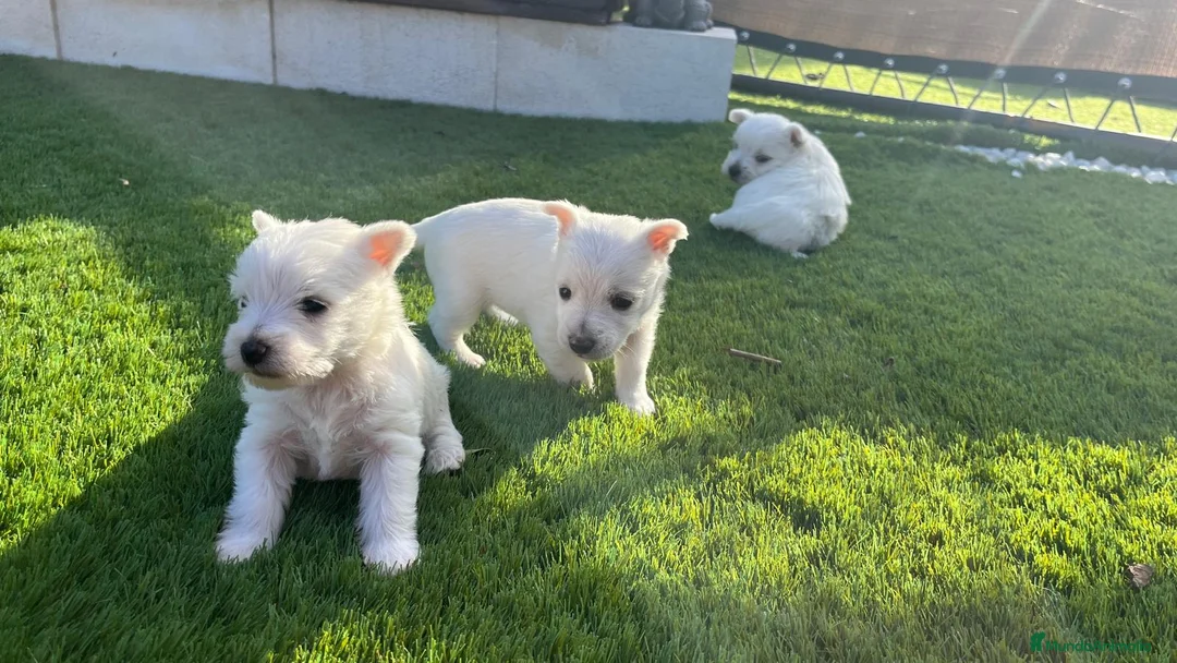 West Highland White Terrier perros en venta: Wuestis de primera. en Valencia - Anuncio 2