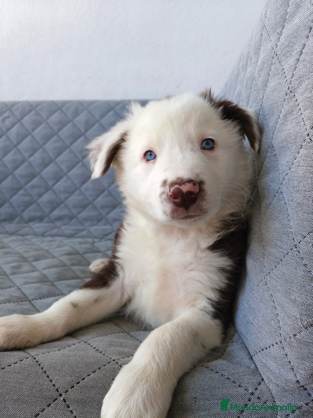 Border Collie perros en venta: BORDER COLLIE - Anuncio 2