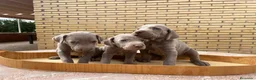 Braco Alemán de Pelo Corto perros en venta: Braco de weimar - Anuncio 2