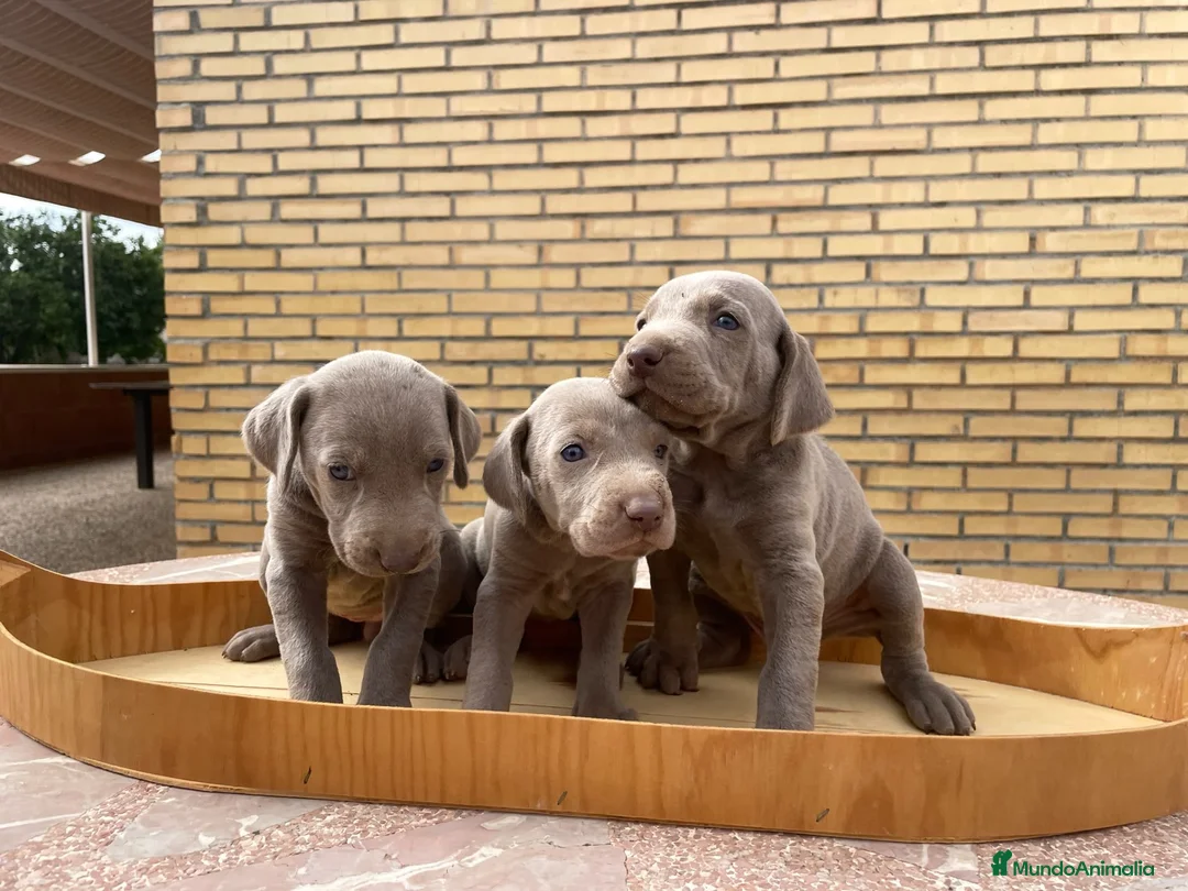 Braco Alemán de Pelo Corto perros en venta: Braco de weimar - Anuncio 2