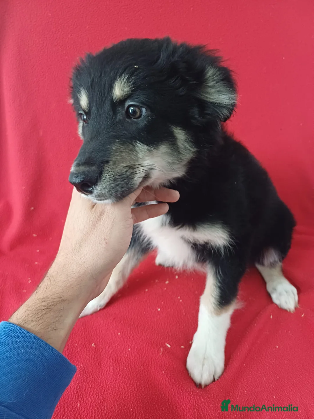 Border Collie perros en venta: Border Collie  - Anuncio 2