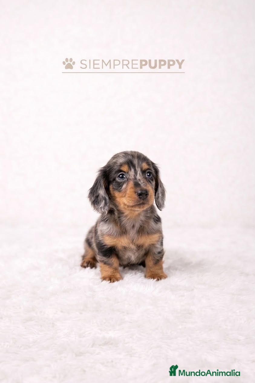 Teckel Miniatura perros TECKEL PELO LARGO ARLEQUEIN - Anuncio 3