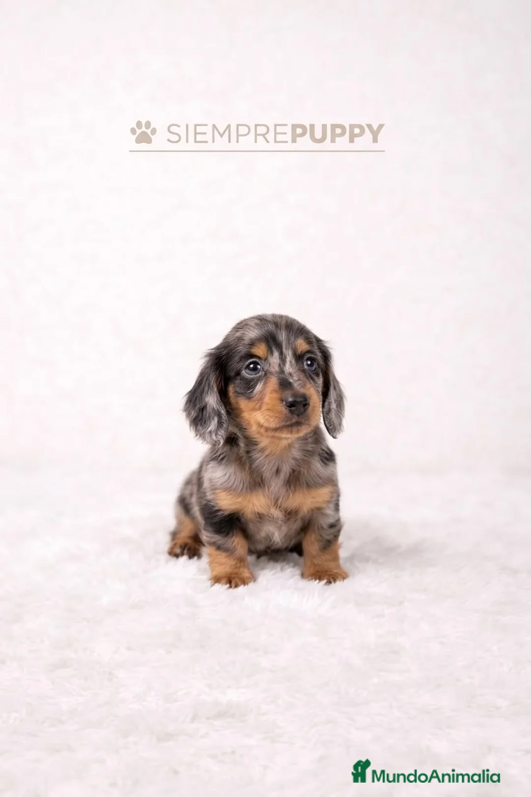 Teckel Miniatura perros en venta: TECKEL PELO LARGO ARLEQUEIN - Anuncio 1