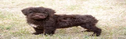 Perro de Agua Español perros en venta: CAMADA PERRO DE AGUA ESPAÑOL - Anuncio 11