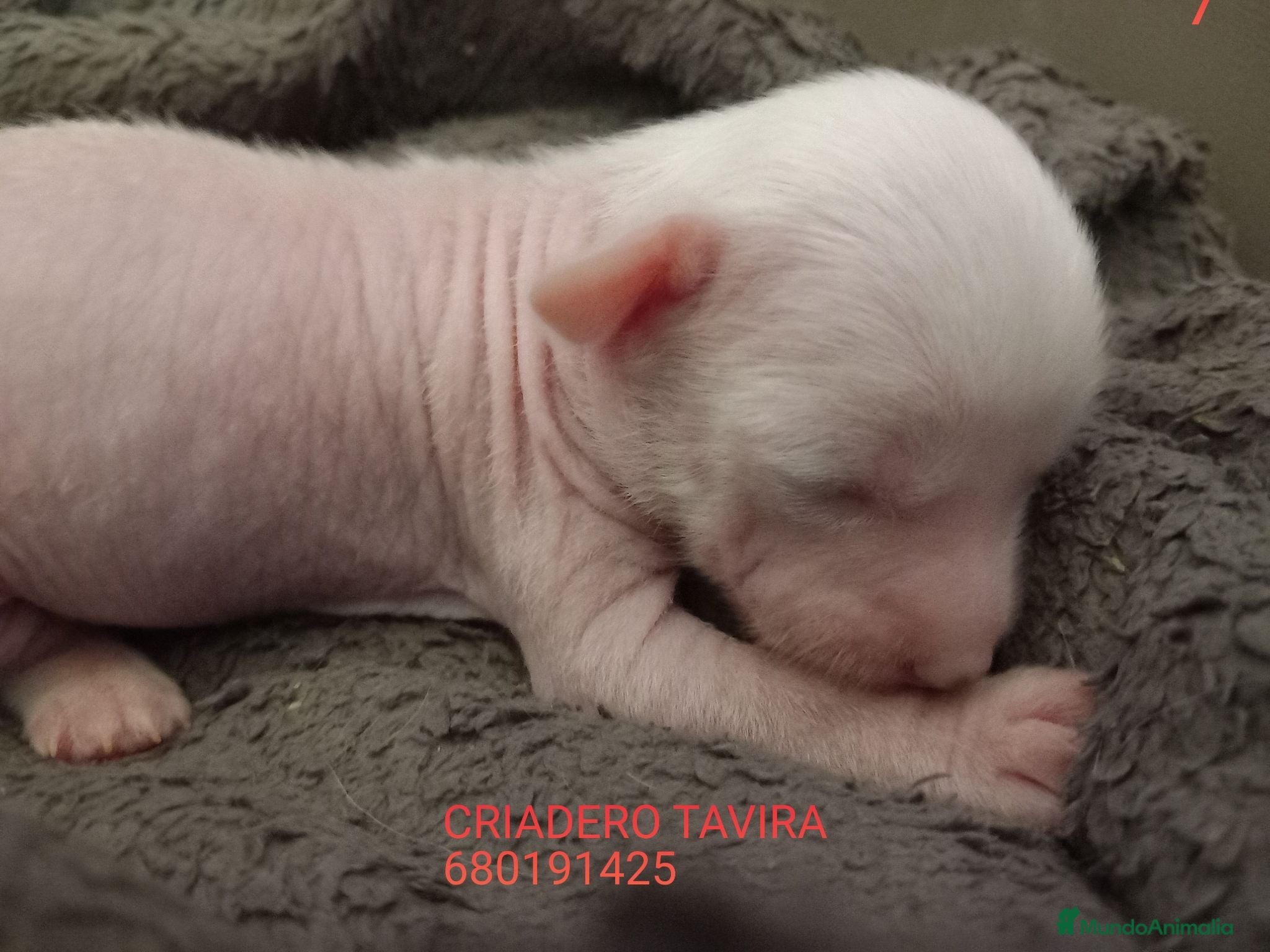 Otras razas perros Cachorros Crestado chino con pelo. - Anuncio 4