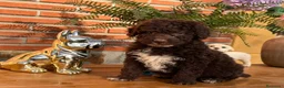 Perro de Agua Español perros en venta: Perros de agua chocolate  - Anuncio 3