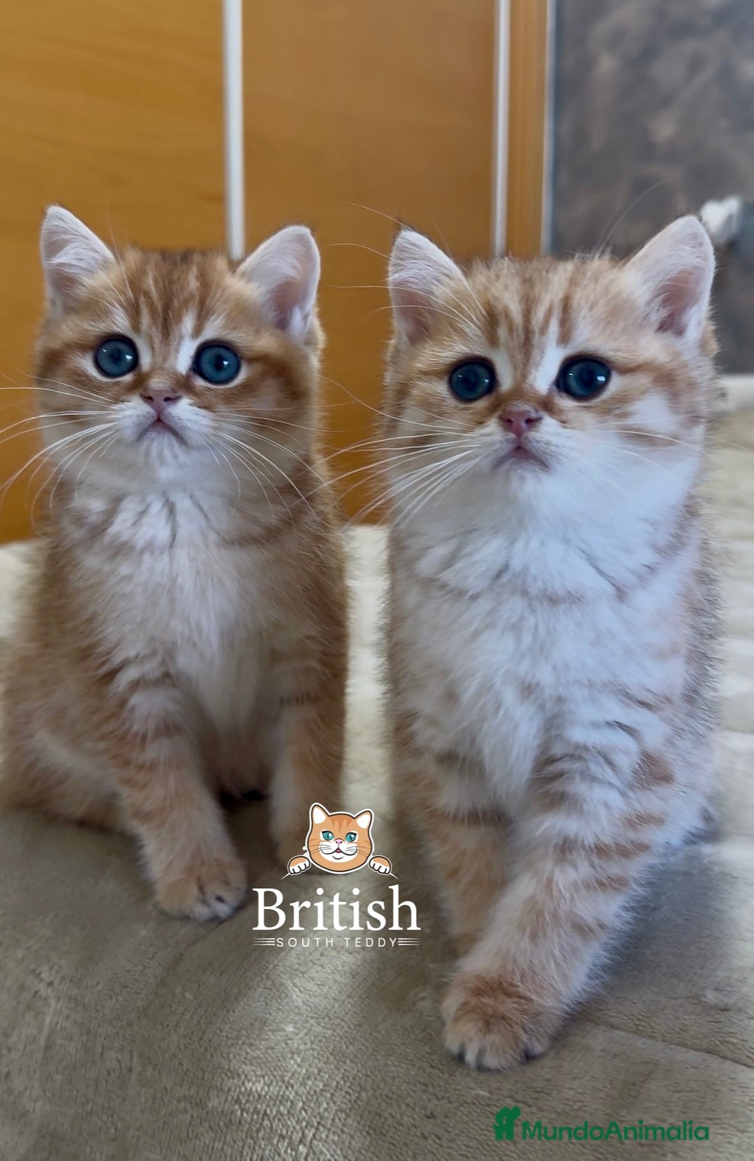 Británico de Pelo Corto gatos en venta: Preciosos machitos British Shorthair  - Anuncio 2