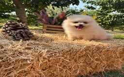Pomerania perros en venta: Pomerania listos para entregar !! - Imagen 2