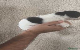 Raza Mixta perros en venta: Maltichi (Bichón maltes y chihuahua)  - Imagen 3