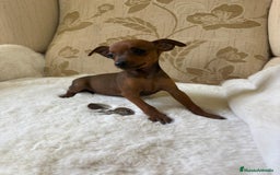 Pinscher Miniatura perros en venta: Pinscher Miniatura cachorros de ensueño - Imagen 19