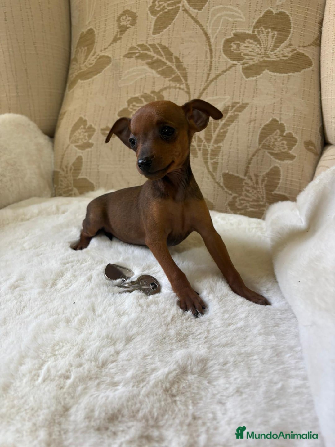 Pinscher Miniatura perros en venta: Pinscher Miniatura cachorros de ensueño - Imagen 19
