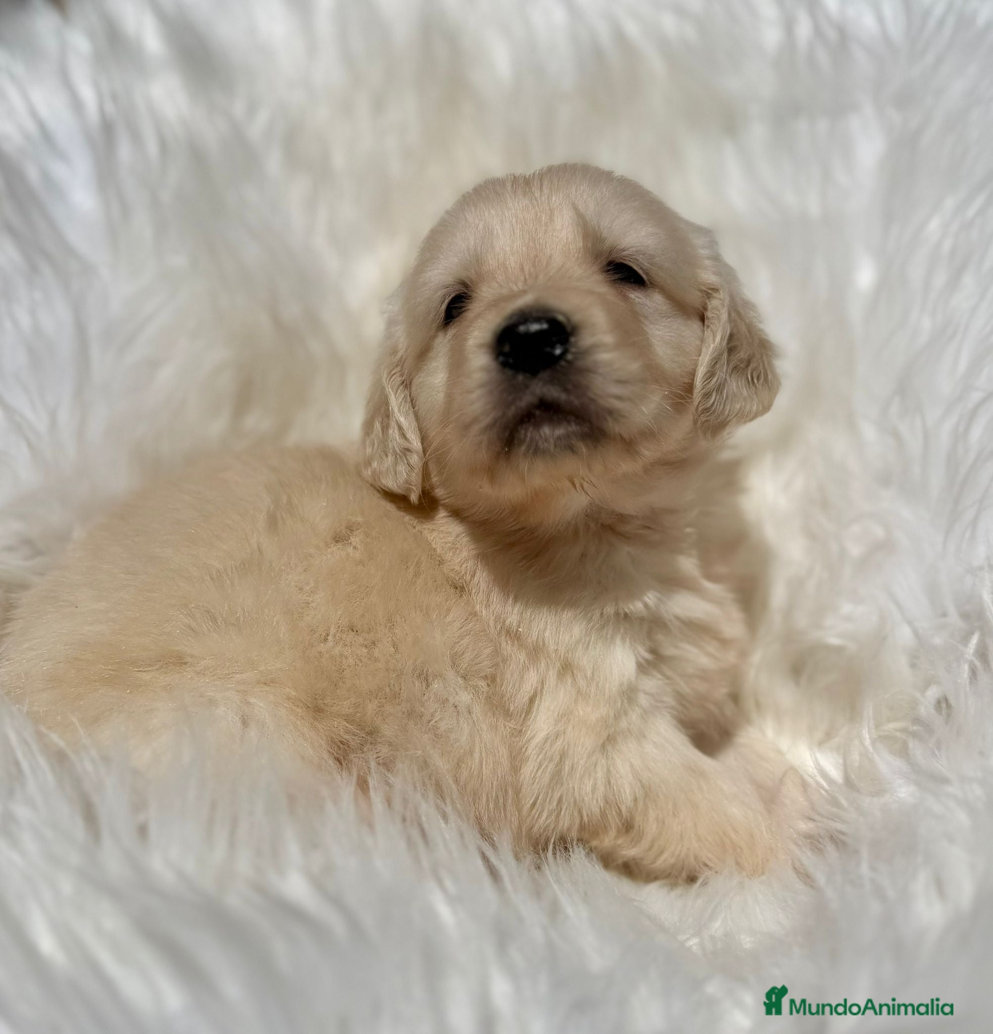 Golden Retriever perros Golden macho  - Anuncio 1